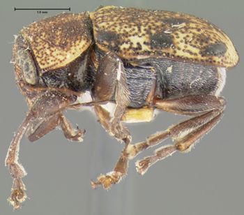 Media type: image;   Entomology 24938 Aspect: habitus lateral view